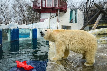 The she-bear and the bear cub play.