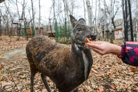 Siberian musk deer, a rare pair hoofed animal with fangsの写真素材
