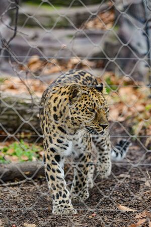 an angry female cheetah crawling leopard africa safari parkの写真素材
