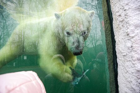 The she-bear and the bear cub playの写真素材