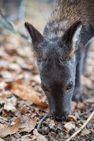 Siberian musk deer, a rare pair hoofed animal with fangsの写真素材