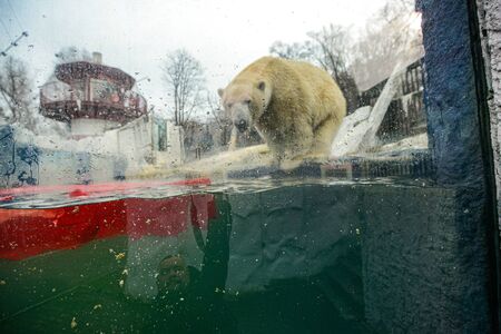 The she-bear and the bear cub play.の写真素材