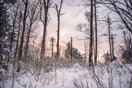 Aerial image from the top of snowy mountain pines in the middle of the winter.