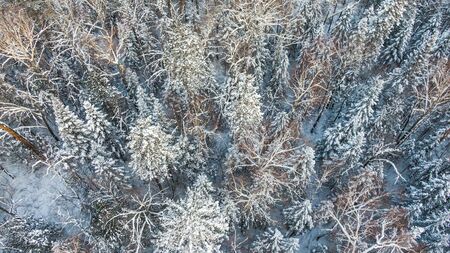 Aerial image from the top of snowy mountain pines in the middle of the winterの写真素材