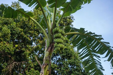 banana palm with bunches of green bananas on a branch in Thailandの写真素材
