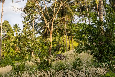 A buffalo with large horns grazes on the lawn in a green tropical jungle.の写真素材