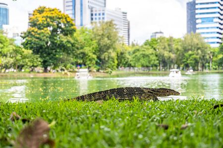 Monitor lizard at Lumpini Park, Bangkok. Asian, dangerous.の写真素材