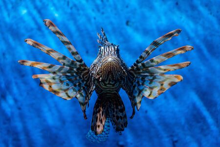 Fish Lion, Lionfish Warrior, Fish Zebra. seaquariumの写真素材