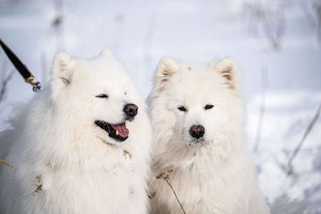 A dog husky run in the snowの写真素材