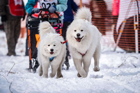 A dog husky run in the snow