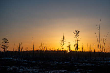 Burnt pine trunks after a forest fire Sunny sunset, evening in the burnt forest.の写真素材
