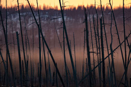 Burnt pine trunks after a forest fire Sunny sunset, evening in the burnt forest.の写真素材