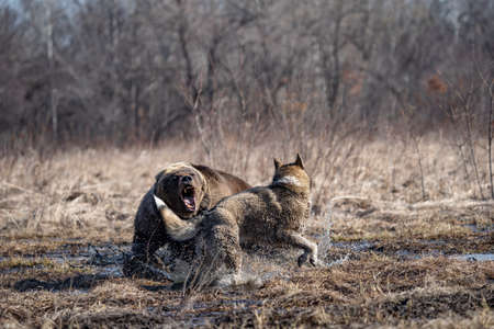 bear and dog . the dog attacks and bites the bearの写真素材