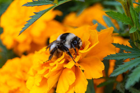 Summer flowers are blooming in the garden. flowers of different colors