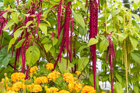 Summer flowers are blooming in the garden. flowers of different colorsの写真素材