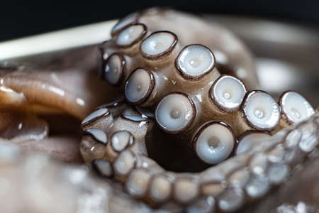 octopus is raw, ready to cook. Creative concept of healthy food with photos of delicious seafood from octopus. Close-up of a fresh raw octopus. seafood delicacy.の写真素材