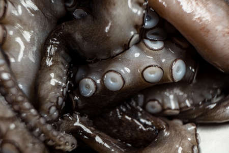 octopus is raw, ready to cook. Creative concept of healthy food with photos of delicious seafood...