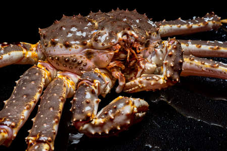Raw live Kamchatka crab Paralithodes camtschatica, isolated on a black backgroundの写真素材