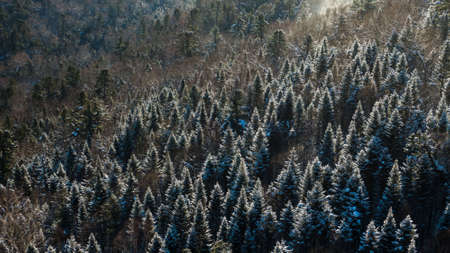 Aerial drone view in mountain forest. Winter landscape. Snowy Fir and Pine trees. Snowy tree branch...
