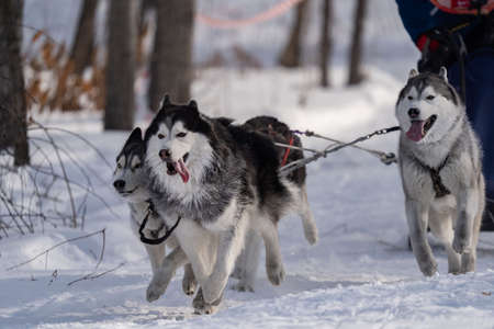Husky dogs in harness. Husky in winter.の写真素材