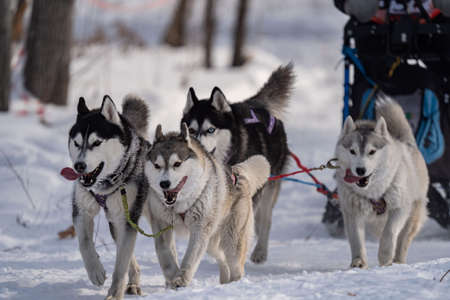 Husky dogs in harness. Husky in winter.