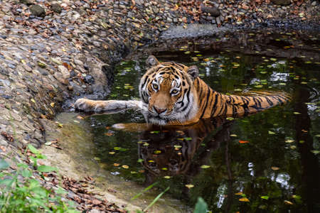 Siberian or Amur tiger with black stripes. A life-size portrait looking forward. Background close-up. Wild animals watching, big catの写真素材
