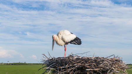 A large white stork in a nest or a stork s nest in the Far East of Russia . Amur regionの写真素材