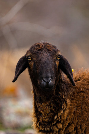 Pasture with sheep in the village. Herd with sheep on a farm in field. Sheeps gaze. Herds in rural area. Ewe during grazing. Forage and Grassland concept. Forages for farm animals. Sheeps on grass.の写真素材