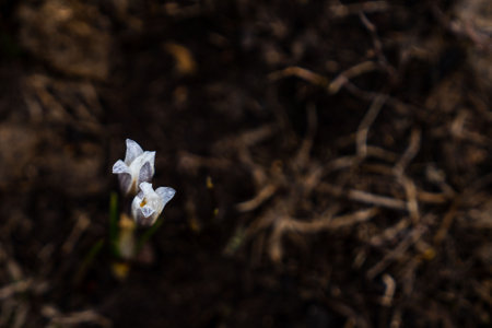 Snowdrop spring flowers. Delicate Snowdrop flower is one of the spring symbols telling us winter is...