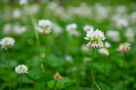 white clover field, closeup
