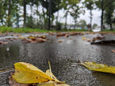 Autumn puddle after the rain with colorful autumn leaves in the dark water in autumn colors in the fallの写真素材