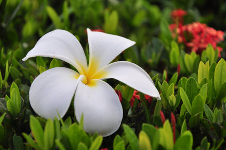 white plumeria flower on stone with green backgroundの写真素材