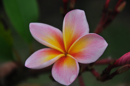 tropical flowers frangipani (plumeria)の写真素材