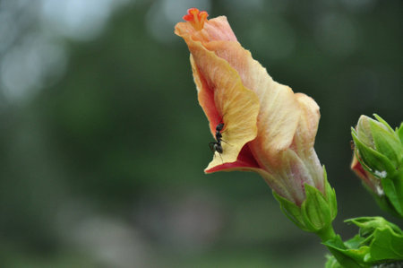 ant on a hibiscusの写真素材