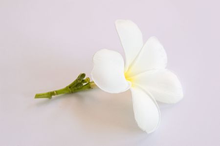 Plumeria flowers.の写真素材