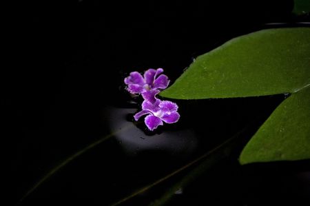Purple flower in water.の写真素材