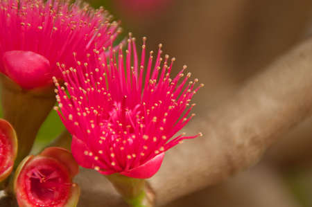 Rose apple flower in my home.の写真素材