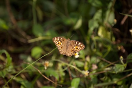 Butterfly in my garden.の写真素材