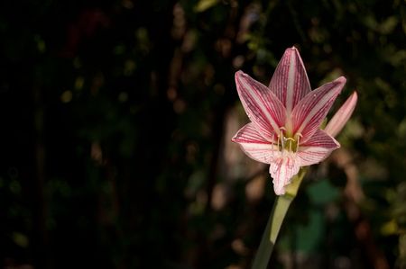Pink flower in my garden.の写真素材