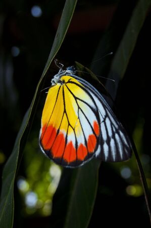 Butterfly in my garden.の写真素材