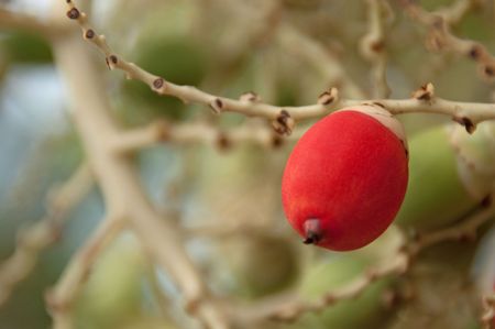 Palm at Suan Luang R9 Park, Bangkok, Thailand.の写真素材