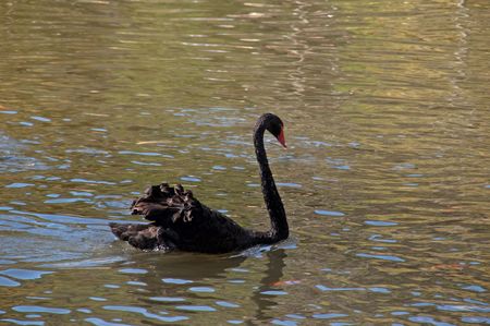 Black swan at Doi Inthanon, Chaing Mai, Thailand.の写真素材