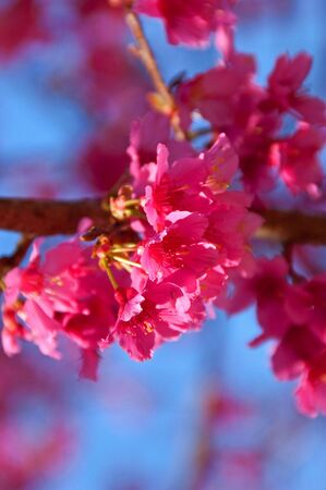 Sakura flower at Doi Ang Kang, Chaing Mai, Thailand.の写真素材