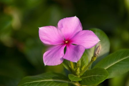 Purple flower in my home.の写真素材