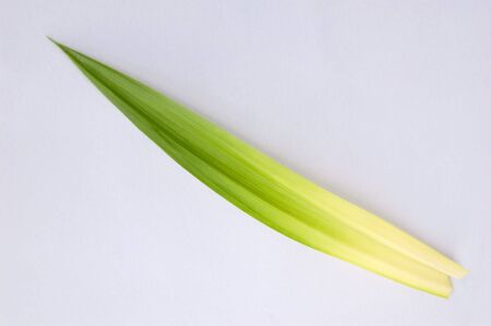 Pandan leaf on isolate.の写真素材