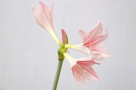 Pink hippeastrum on isolate.の写真素材