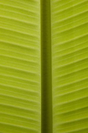 Texture banana leaves in my garden.