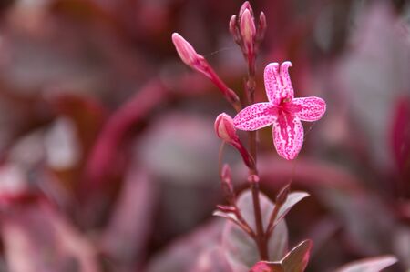 Little purple flower, Southern, Thailand.の写真素材