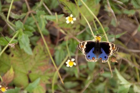 Kind of buttwrfly, Southern, Thailand.の写真素材