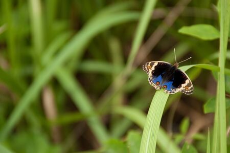 Kind of buttwrfly, Southern, Thailand.の写真素材